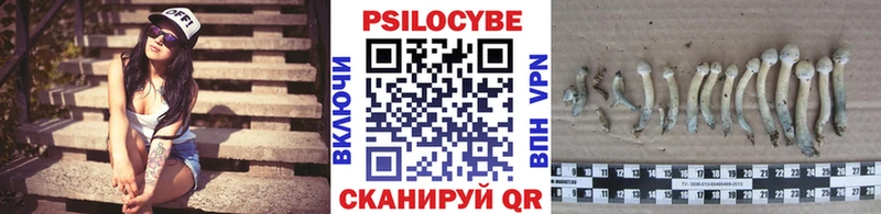 Галлюциногенные грибы Psilocybe  Алдан 